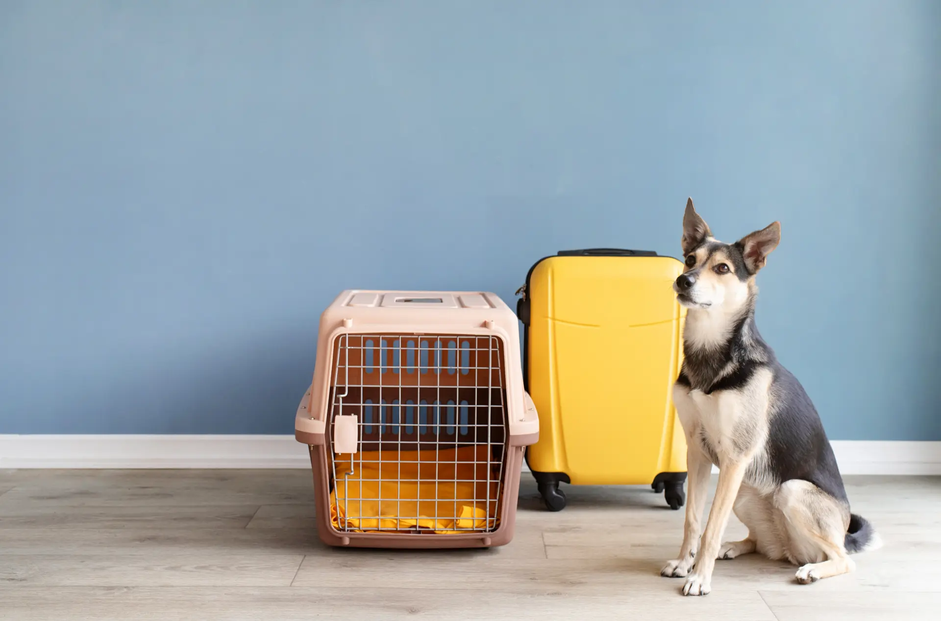 Mascotas & animales vivos (Life Animals)